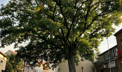 Dąb szczypułkowy na ulicy Grunwaldzkiej