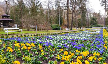 Gmina Połczyn-Zdrój wykonała pierwsze wiosenne nasadzenie dywanu kwiatowego w Parku -Zdrojowym