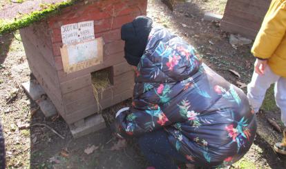 Pamiętamy o bezdomnych kotach i psach