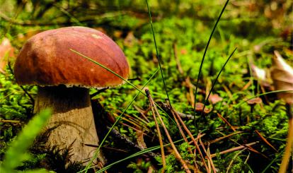 Zdjęcie grzybów w lesie