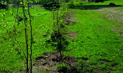 Sadzenie drzewek w Sołectwie Toporzyk