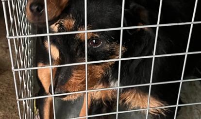  Informacja o odłowieniu psów – Redło