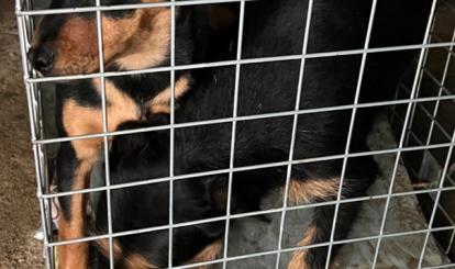  Informacja o odłowieniu psów – Redło