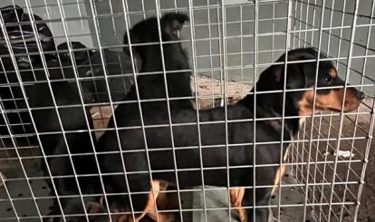  Informacja o odłowieniu psów – Redło