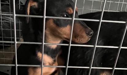  Informacja o odłowieniu psów – Redło