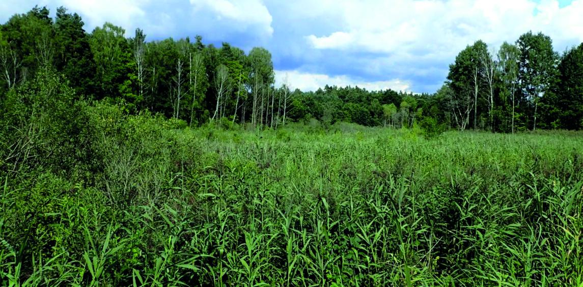 Mokradło stanowiące użytek ekologiczny w oddz. oddz. 587w, 588n Nadleśnictwa Połczyn