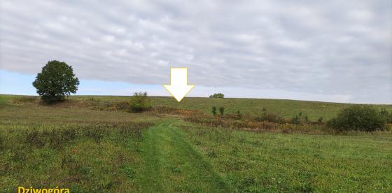 Dziwogóra