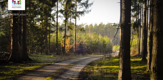 Leśna droga w okolicach miejscowości Zaborze