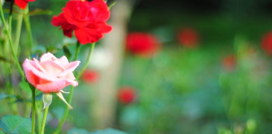 Róże w Połczynie-Zdroju