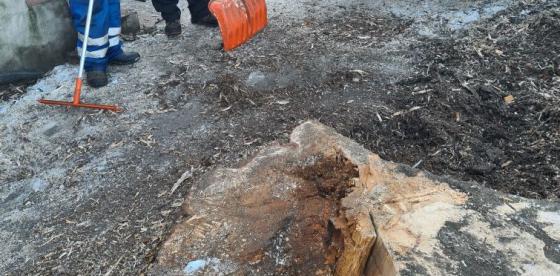 Drzewo było spróchniałe wewnątrz i stanowiło zagrożenie