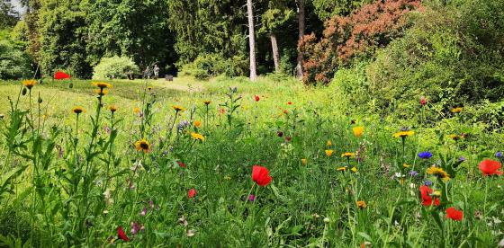 Tęczowa łąka kwietna już zakwitła