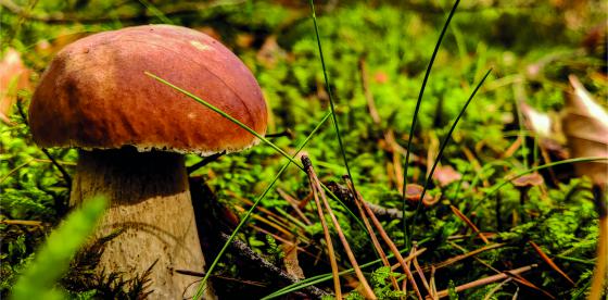 Zdjęcie grzybów w lesie