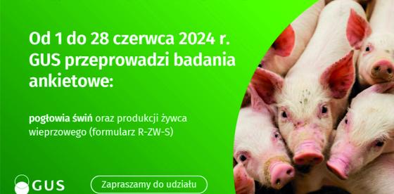 Badanie statystyczne z zakresu rolnictwa: Badanie pogłowia świń oraz produkcji żywca wieprzowego (R-ZW-S)
