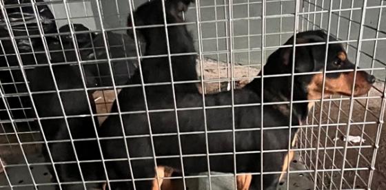  Informacja o odłowieniu psów – Redło