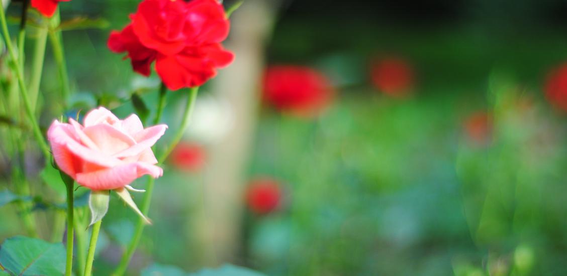 Róże w Połczynie-Zdroju