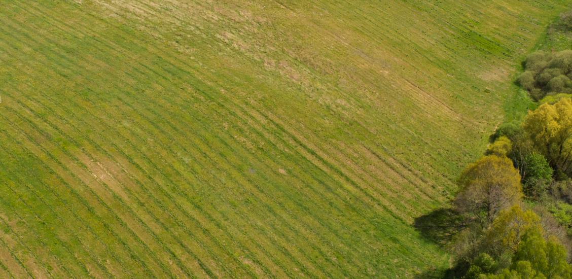 Rola. Zdjęcie przykładowe. UM Połczyn-Zdrój