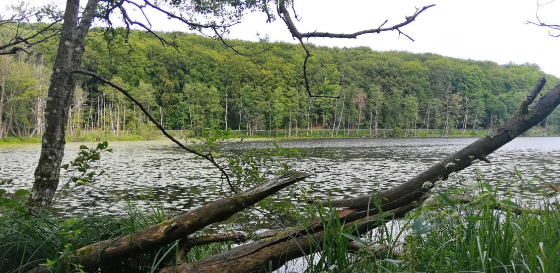 Mamut był z okazji Prima – aprilis