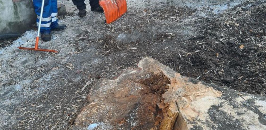 Drzewo było spróchniałe wewnątrz i stanowiło zagrożenie