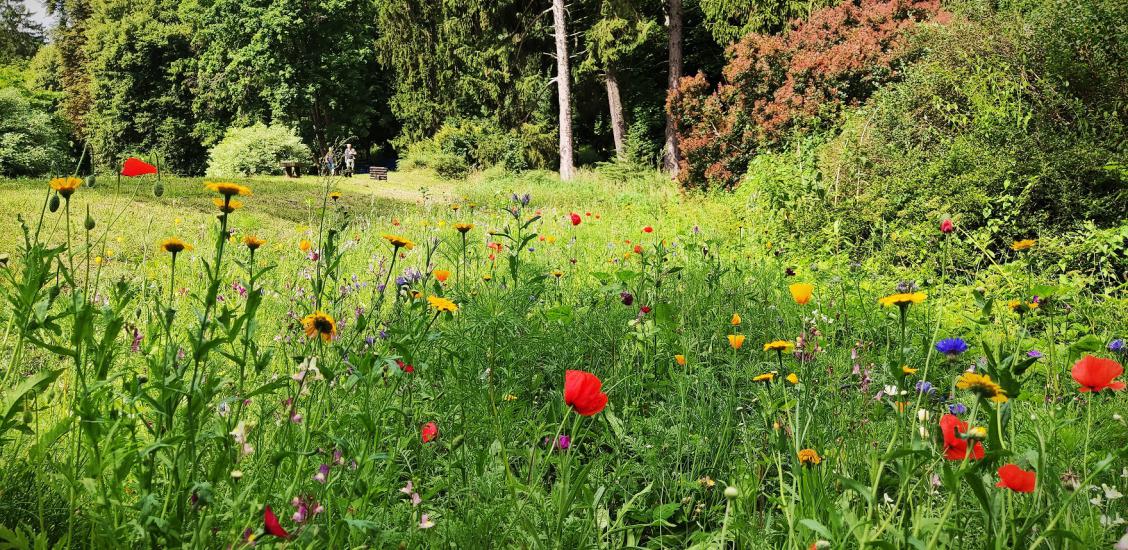 Tęczowa łąka kwietna już zakwitła