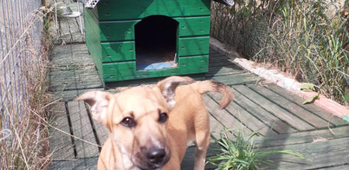 Szczeniak do adopcji