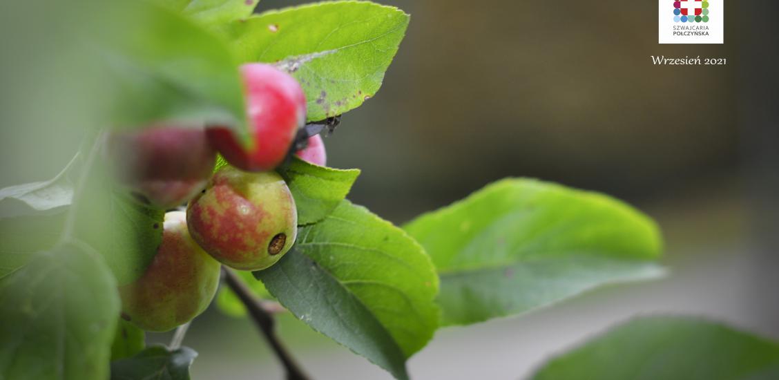 Rajska jabłoń ozdobna w Parku Zdrojowym w Połczynie-Zdroju