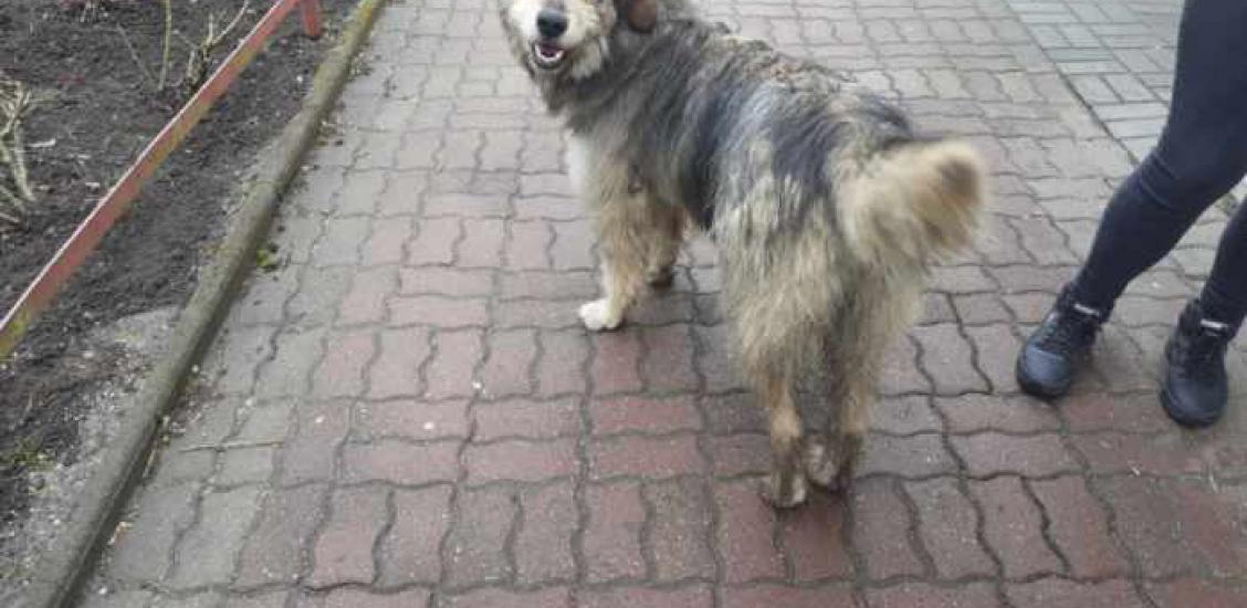 Pies czeka na właściciela