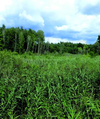 Mokradło stanowiące użytek ekologiczny w oddz. oddz. 587w, 588n Nadleśnictwa Połczyn